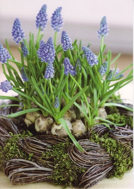 Purple Hyacinth Centerpiece – spotted on Pinterest