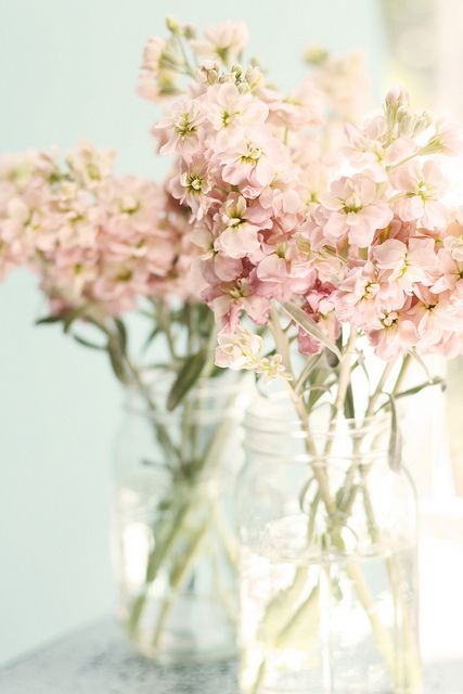 Pink Maison Stock Flowers – shared by Maria Starzyk on Flickr