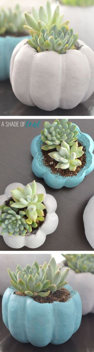 Modern Pumpkin Centerpiece with Succulent – shared by A Shade of Teal